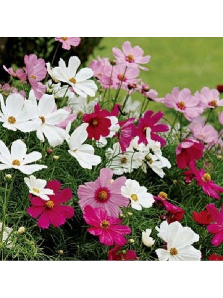     			Jignisha Seeds Cosmos Flower ( 30 Seeds )