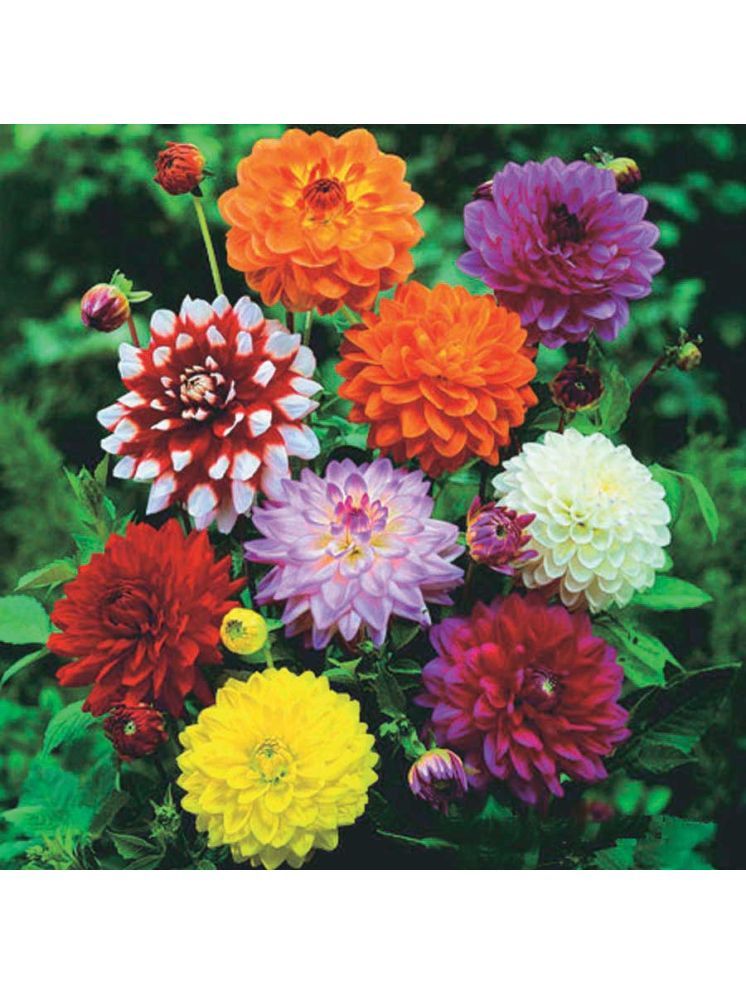     			Jignisha Seeds Dahlia Flower ( 20 Seeds )