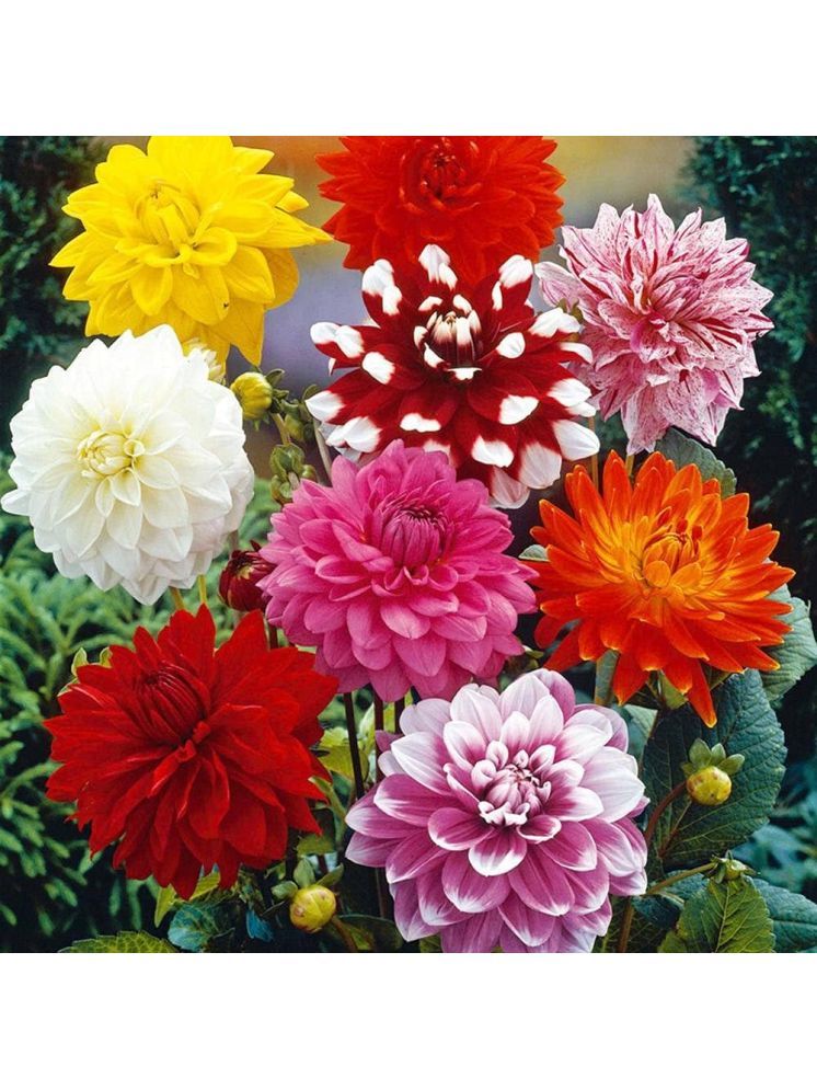     			Jignisha Seeds Dahlia Flower ( 20 Seeds )