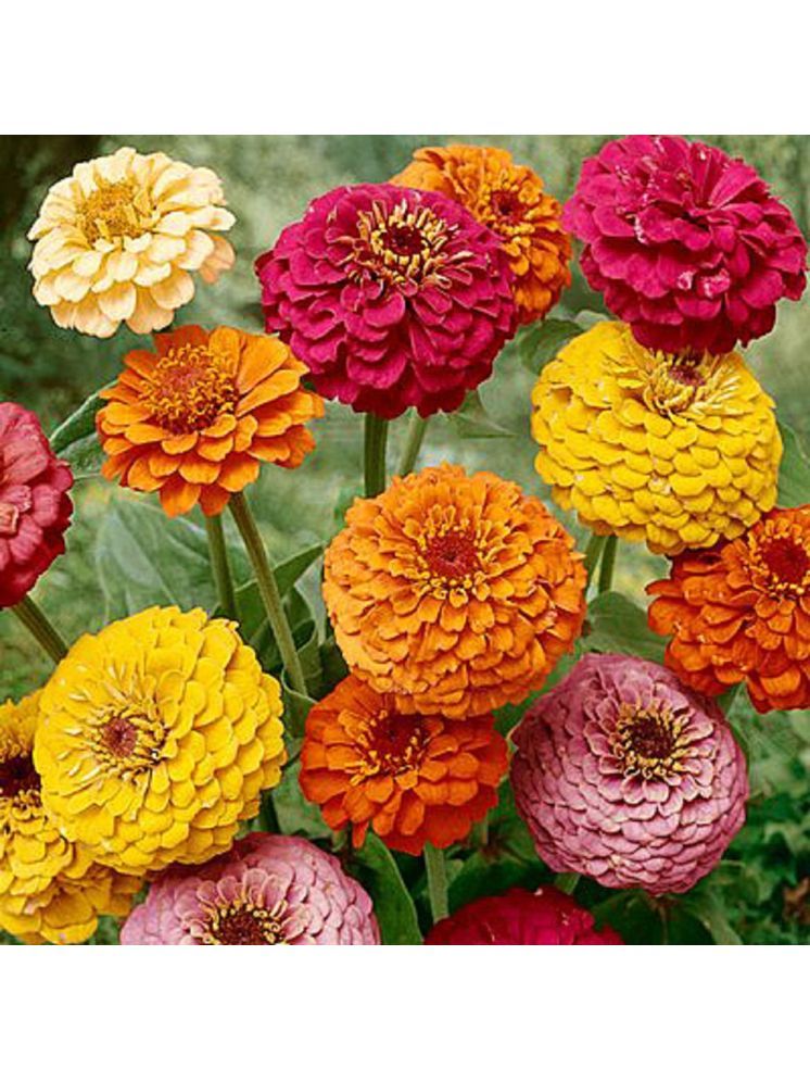     			Jignisha Seeds Dahlia Flower ( 30 Seeds )