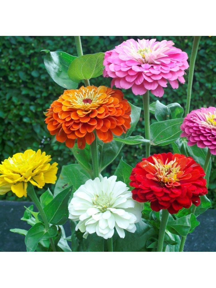     			Jignisha Seeds Dahlia Flower ( 20 Seeds )