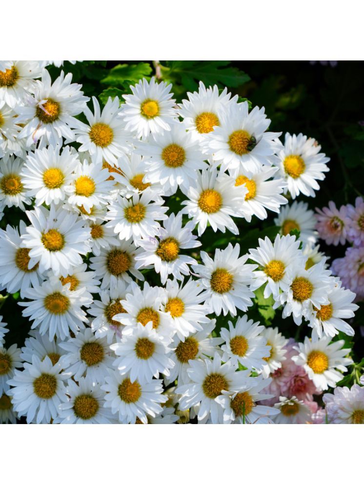     			Jignisha Seeds Daisy Flower ( 30 Seeds )