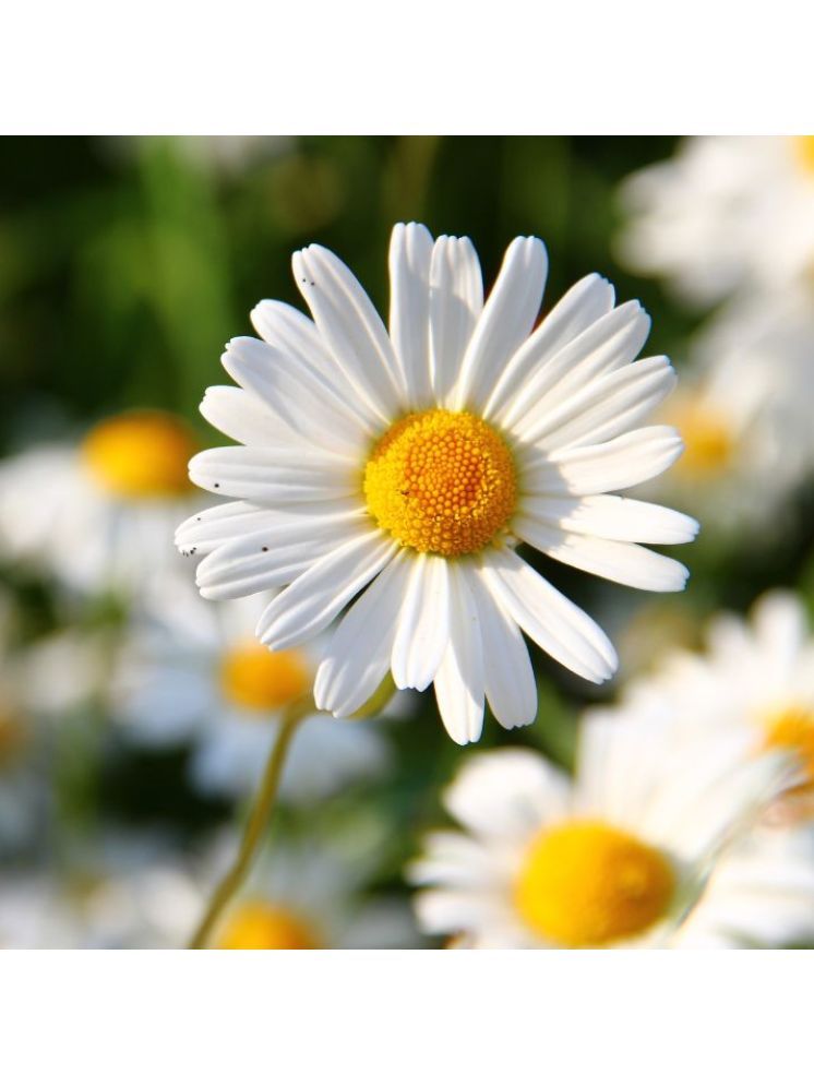     			Jignisha Seeds Daisy Flower ( 30 Seeds )