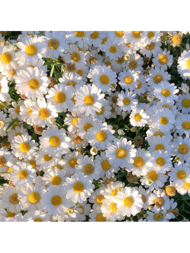     			Jignisha Seeds Daisy White Flower ( 30 Seeds )