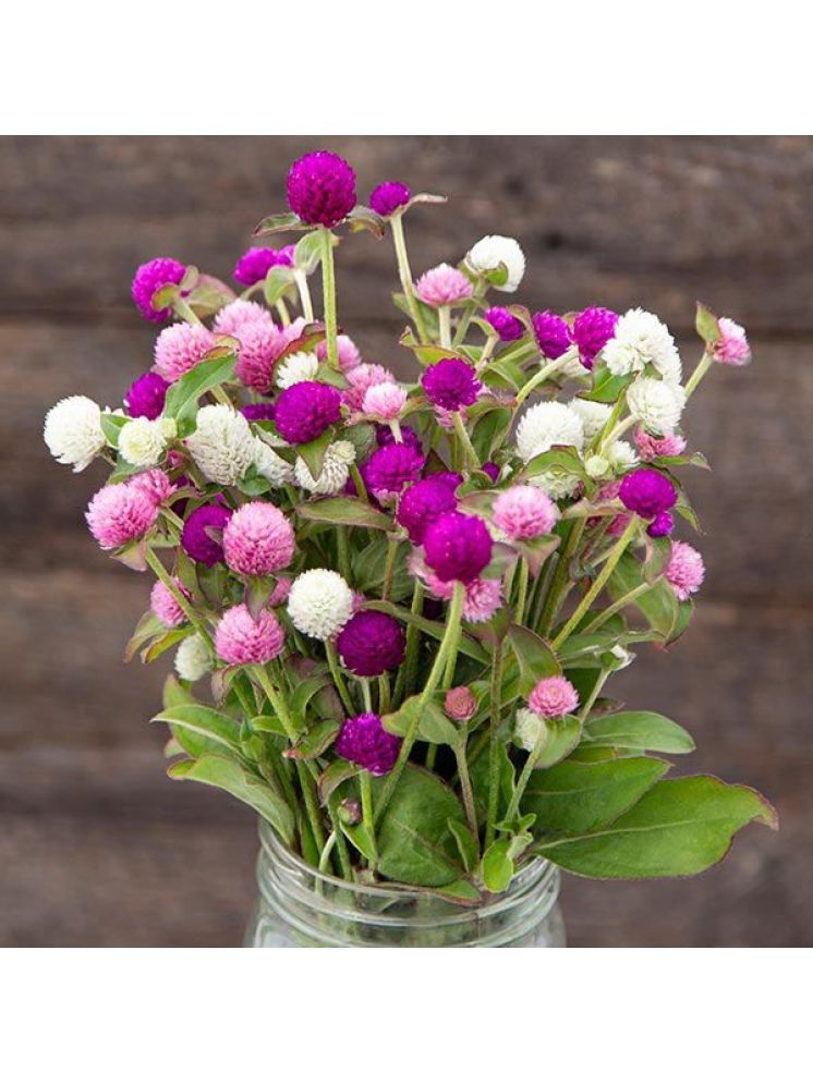     			Jignisha Seeds Gomphrena Mixed Flower ( 30 Seeds )