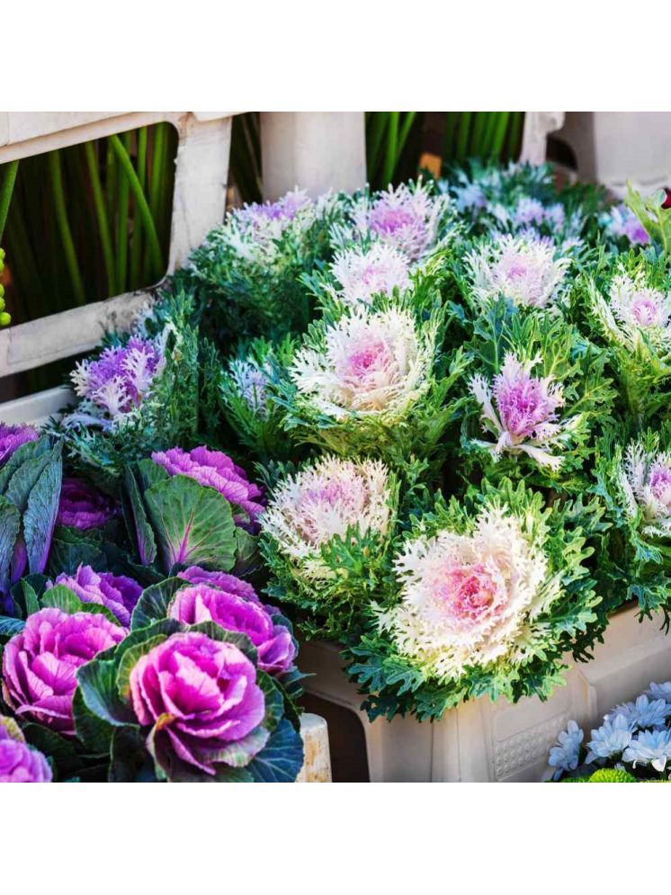     			Jignisha Seeds Ornamental Kale Flower Flower ( 30 Seeds )