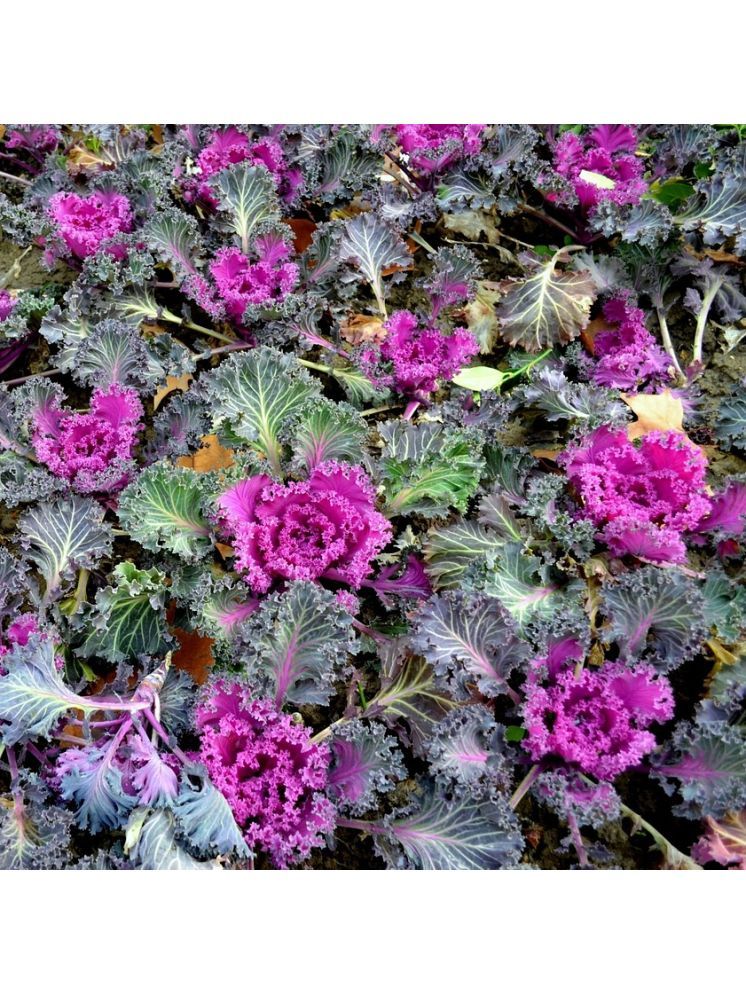     			Jignisha Seeds Ornamental Kale Flower Flower ( 30 Seeds )