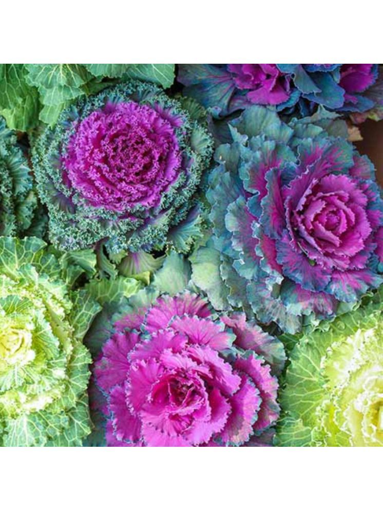     			Jignisha Seeds Ornamental Kale Flower Flower ( 30 Seeds )