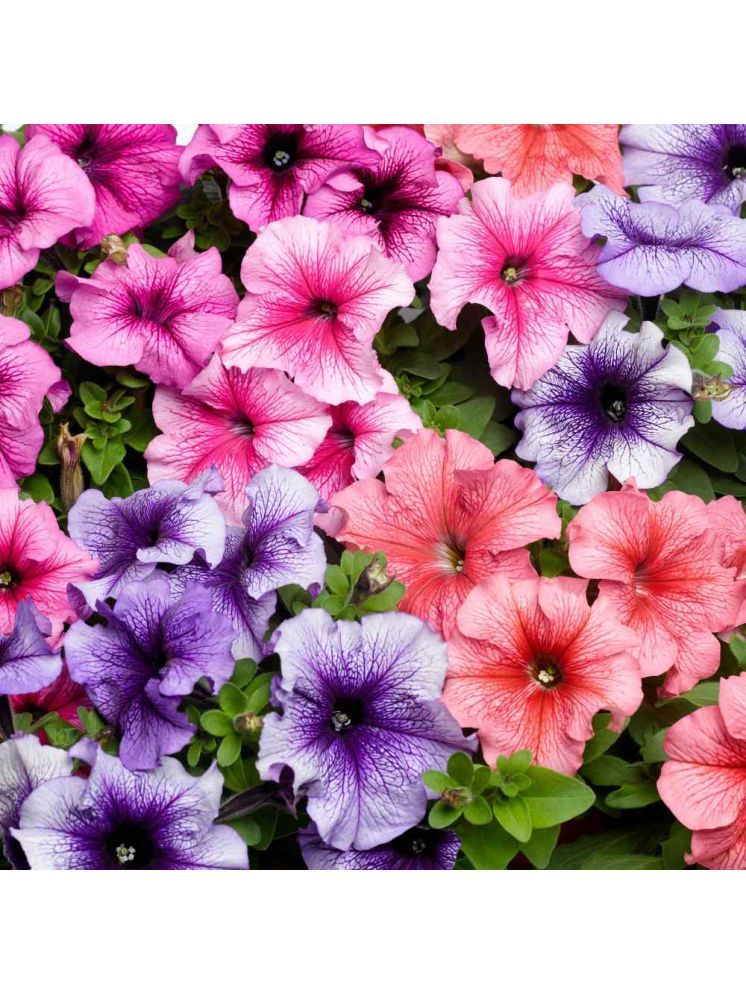     			LiveNature Petunia Mixed Flower ( 100 Seeds )