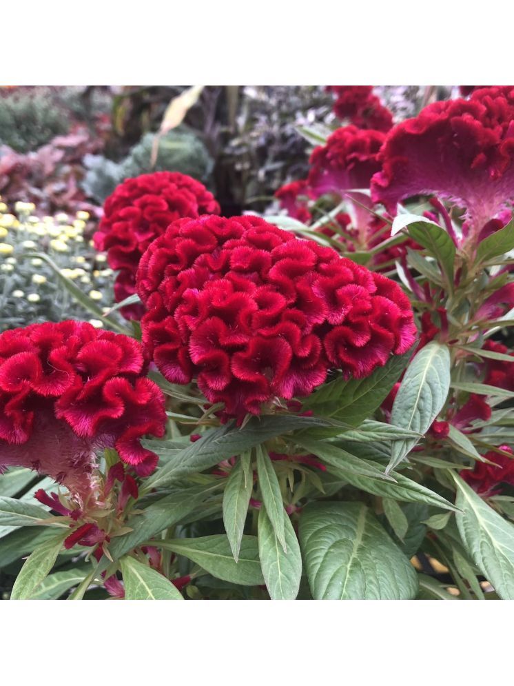     			Jignisha Seeds Cockcomb Red Flower ( 30 Seeds )