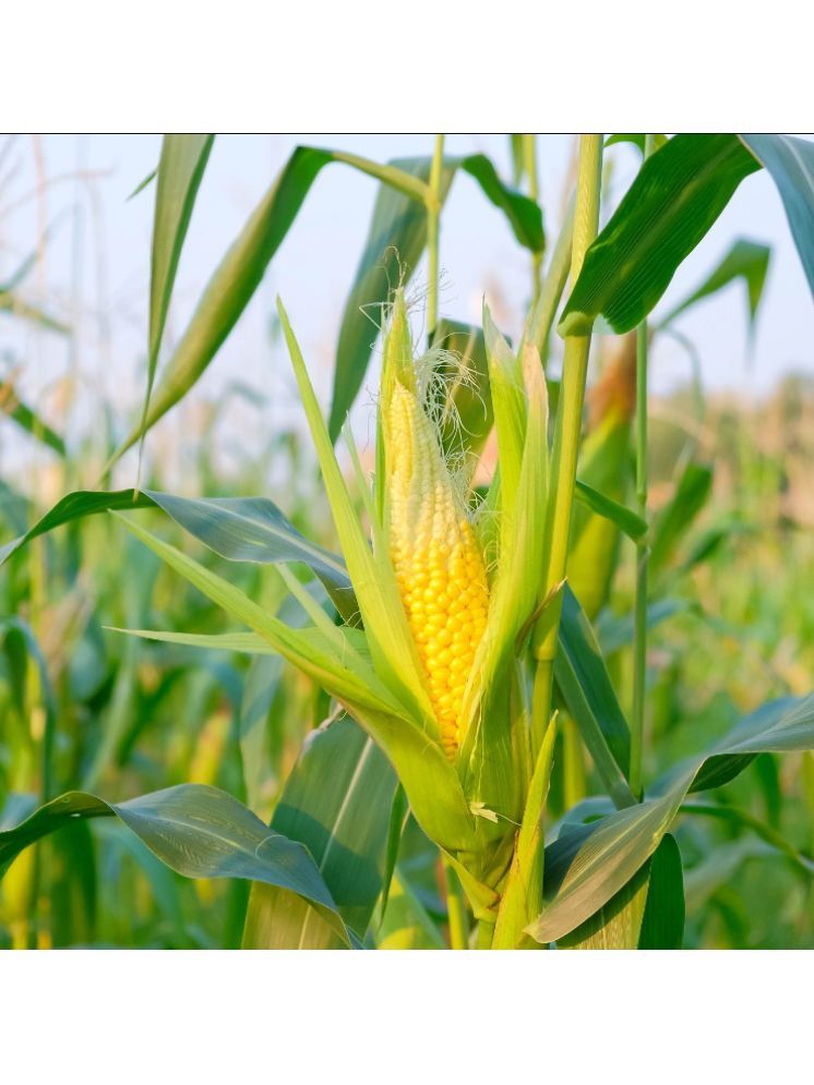     			Jignisha Seeds Baby Corn Vegetable ( 30 Seeds )