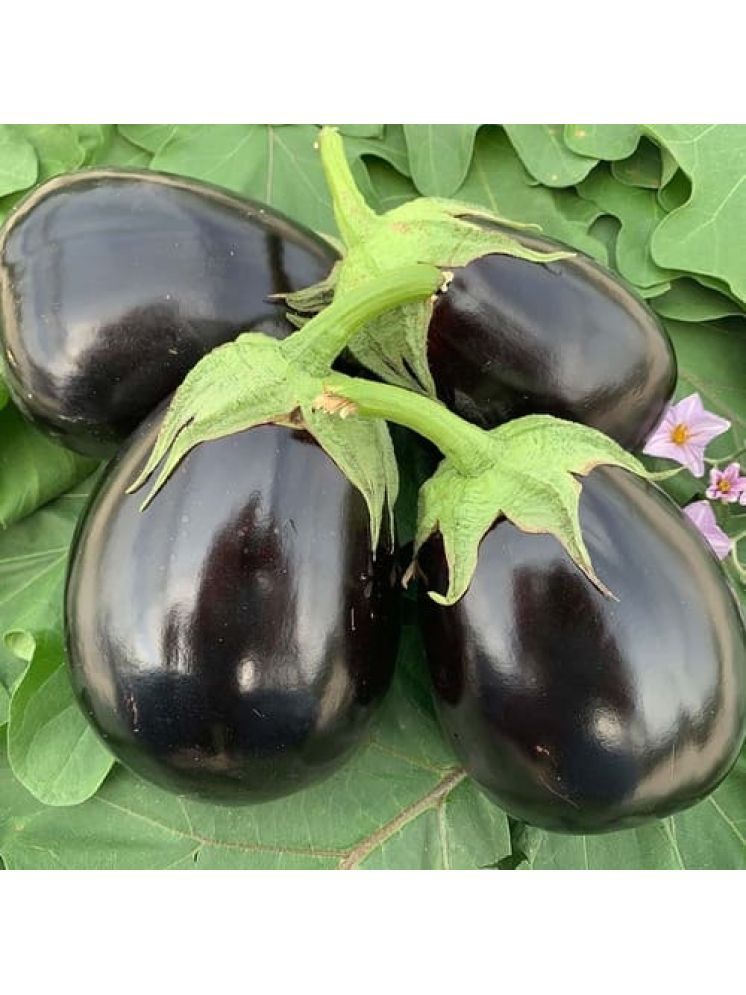     			LiveNature Organic Black Brinjal Vegetable ( 500 Seeds )