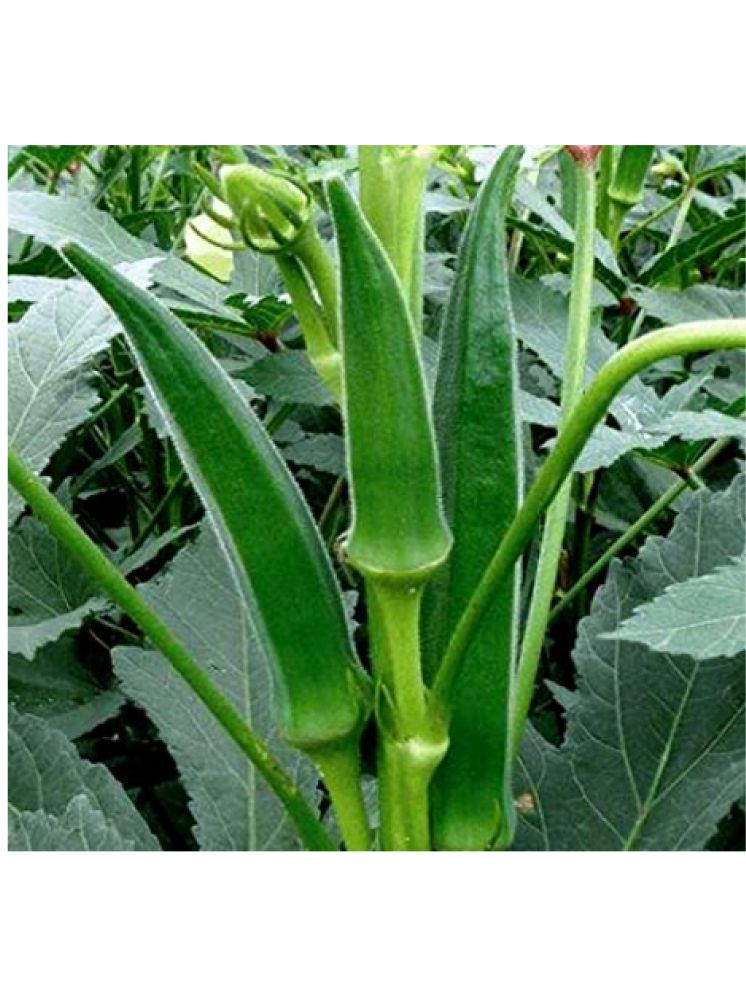     			LiveNature Organic Bhindi Vegetable ( 100 Seeds )