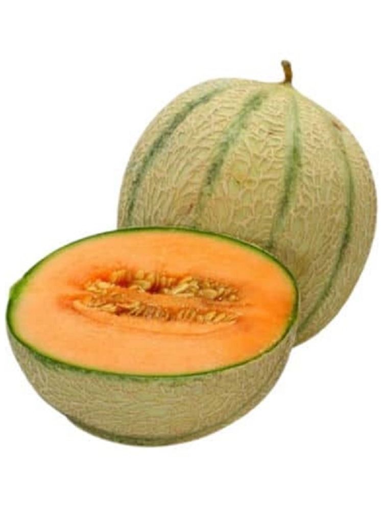     			PARTHVA SEEDS Hybrid Muskmelon Fruit ( 60 Seeds )