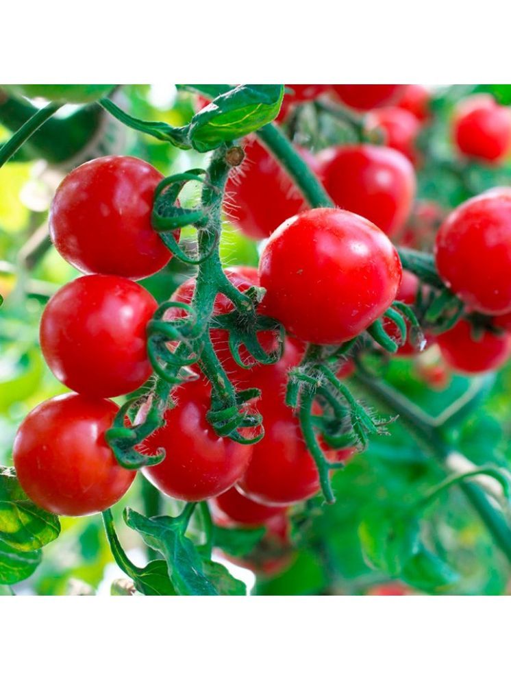     			PARTHVA SEEDS Organic Tomato Vegetable ( 600 Seeds )