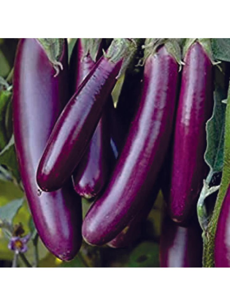     			PARTHVA SEEDS Organic Purple Long Brinjal Vegetable ( 800 Seeds )