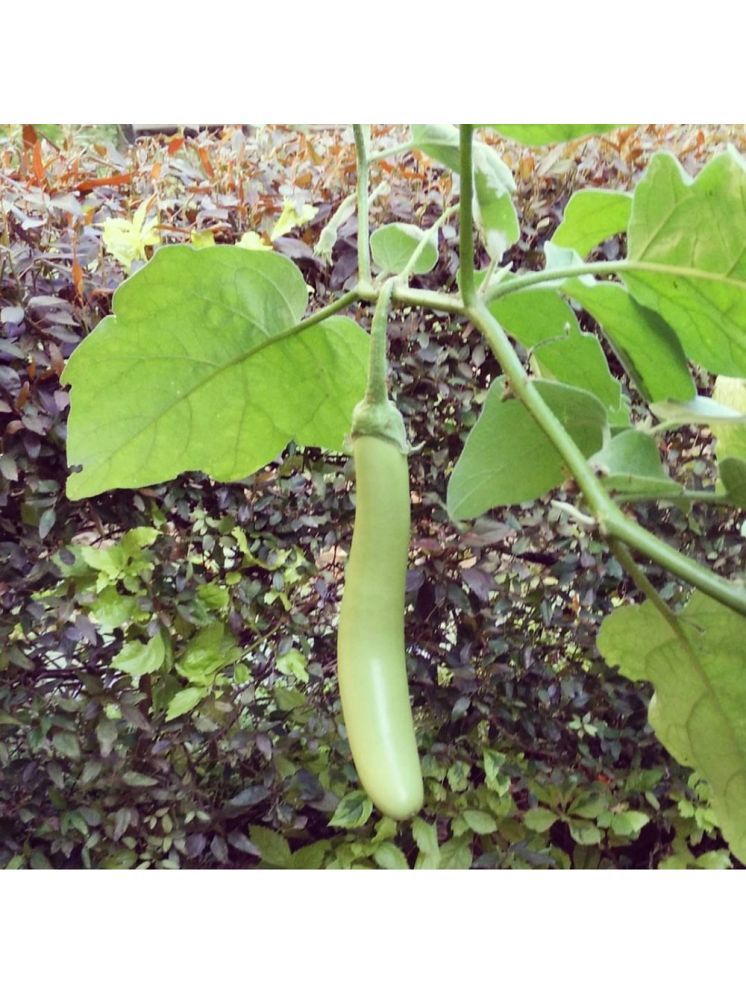     			Jignisha Seeds Hybrid Brinjal Vegetable ( 50 Seeds )