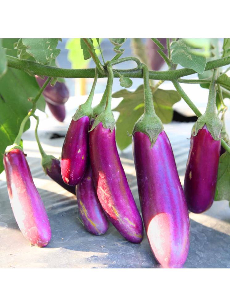     			Jignisha Seeds Hybrid Eggplant Vegetable ( 50 Seeds )