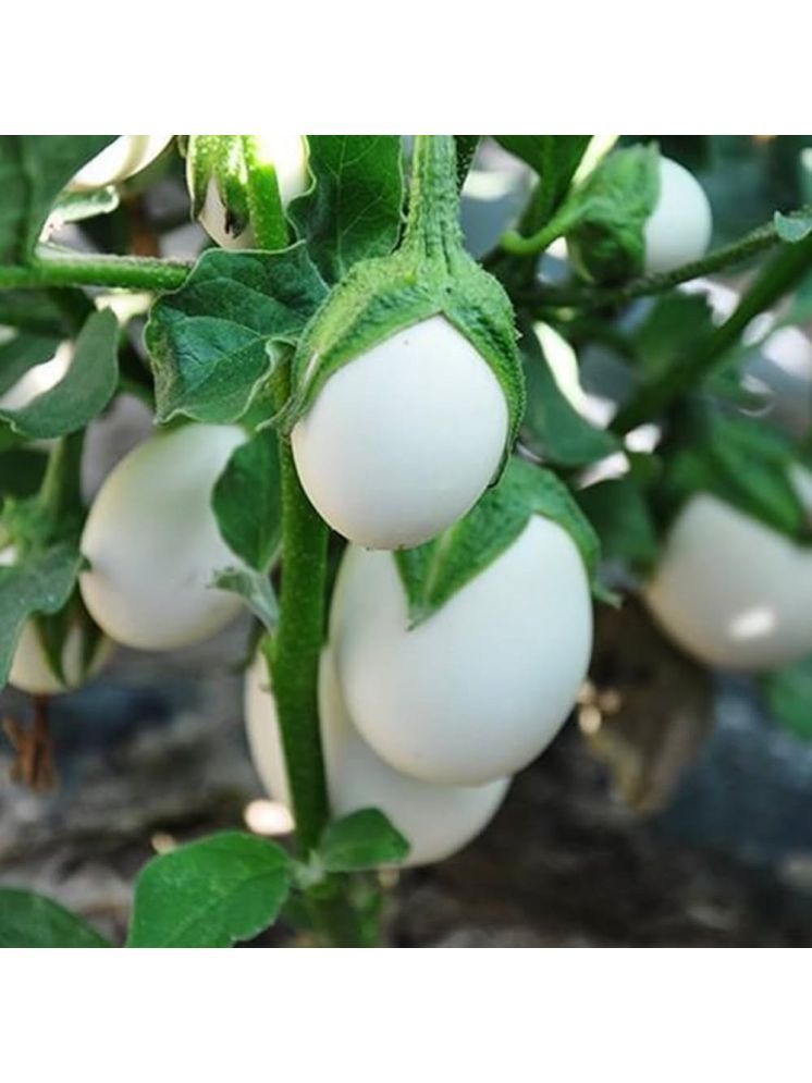     			Jignisha Seeds Hybrid Eggplant Vegetable ( 50 Seeds )