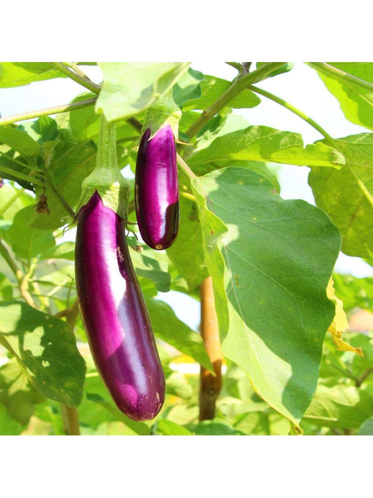     			Jignisha Seeds Hybrid Eggplant Vegetable ( 50 Seeds )