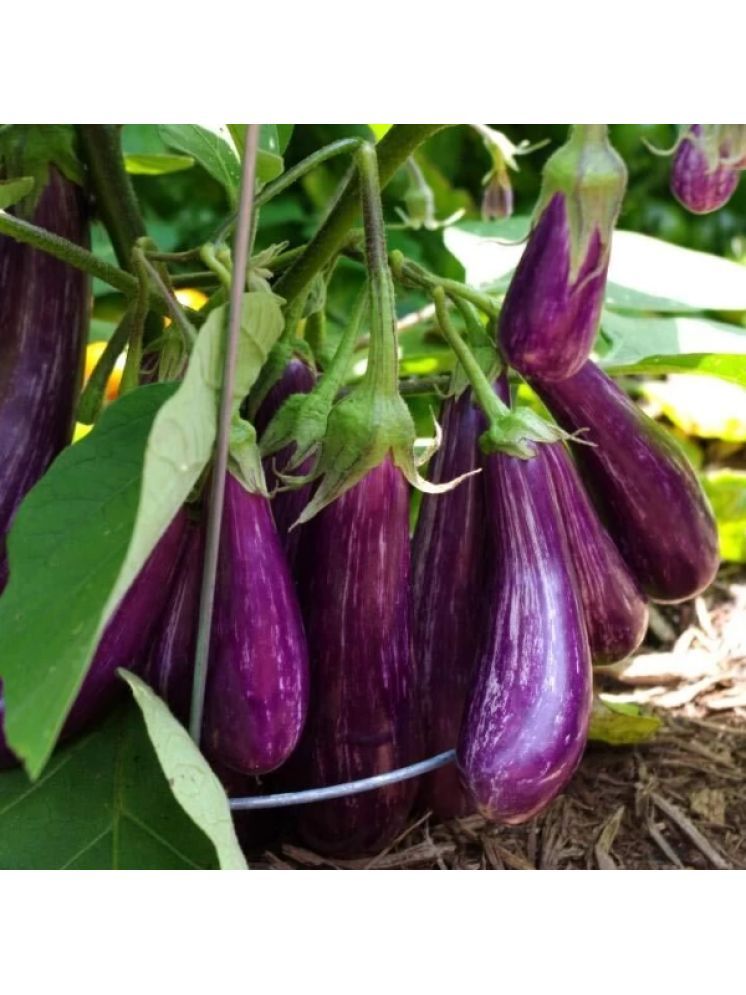     			Jignisha Seeds Hybrid Eggplant Vegetable ( 50 Seeds )