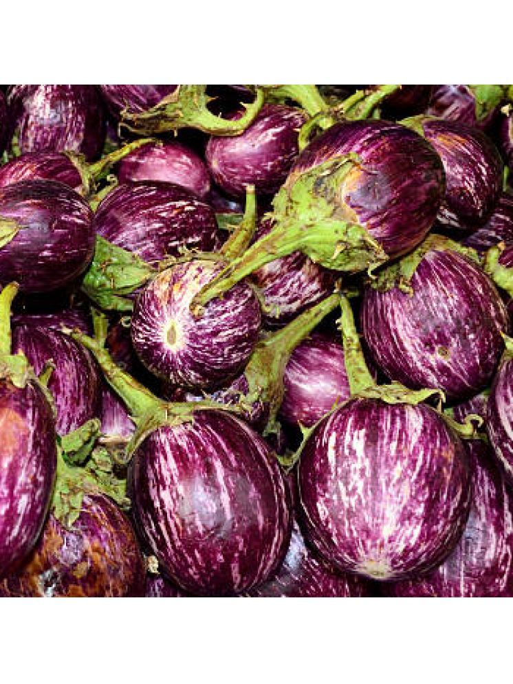     			Jignisha Seeds Hybrid Eggplant Vegetable ( 50 Seeds )