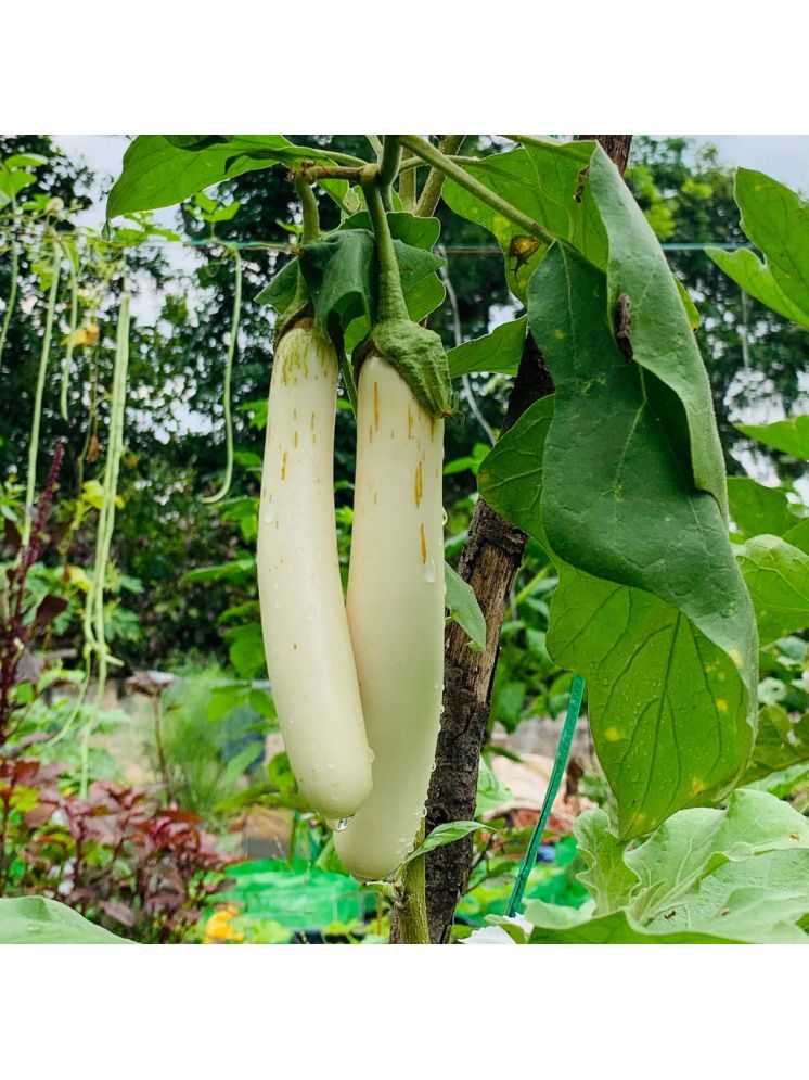     			Jignisha Seeds Hybrid Eggplant Vegetable ( 50 Seeds )