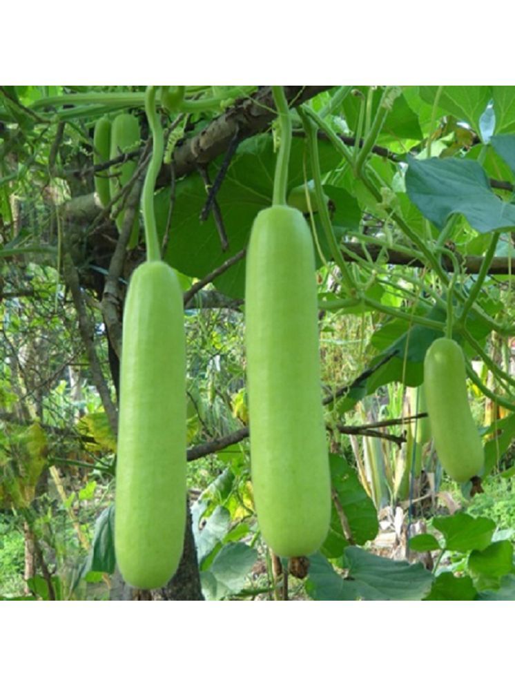     			Jignisha Seeds Organic Bottle Gourd Vegetable ( 15 Seeds )