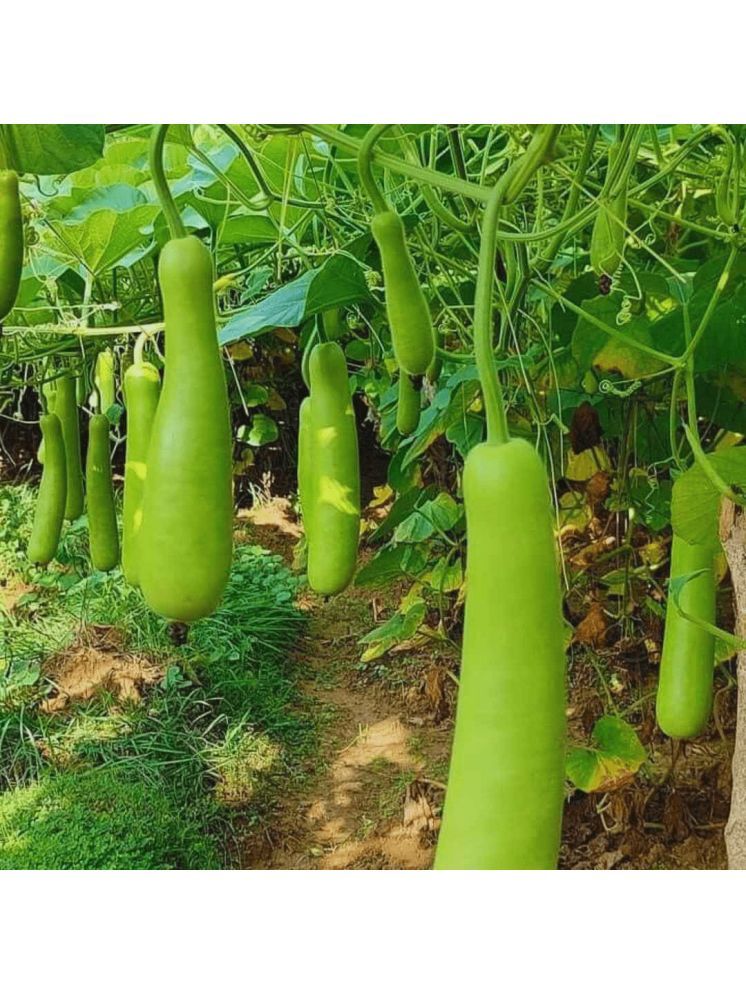     			Jignisha Seeds Organic Bottle Gourd Vegetable ( 20 Seeds )