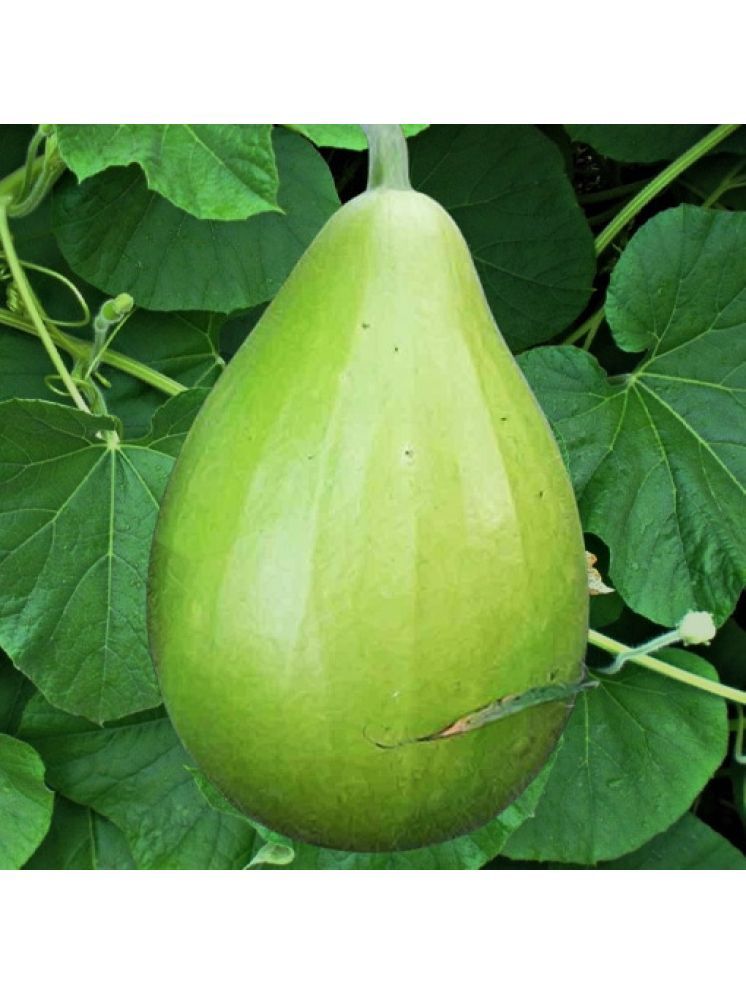     			Jignisha Seeds Organic Bottle Gourd Vegetable ( 15 Seeds )