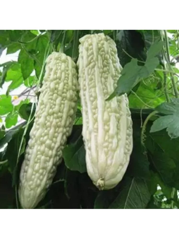     			Jignisha Seeds Organic White Karela Vegetable ( 15 Seeds )