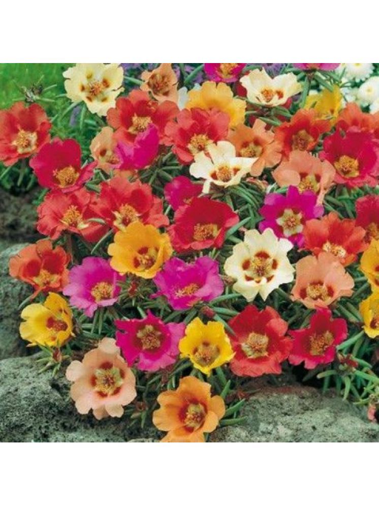     			LiveNature Portulaca Mix Flower ( 500 Seeds )