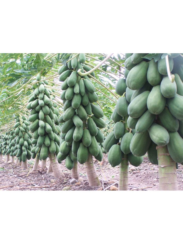     			LiveNature Organic Papaya (Red Lady) Fruit ( 50 Seeds )