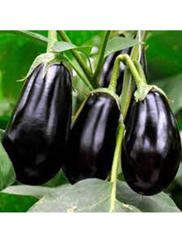     			Vedhahi Brinjal Vegetable ( 30 Seeds )