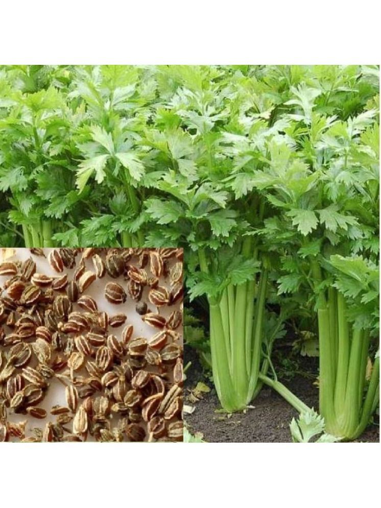     			Vedhahi Coriander Vegetable ( 100 Seeds )