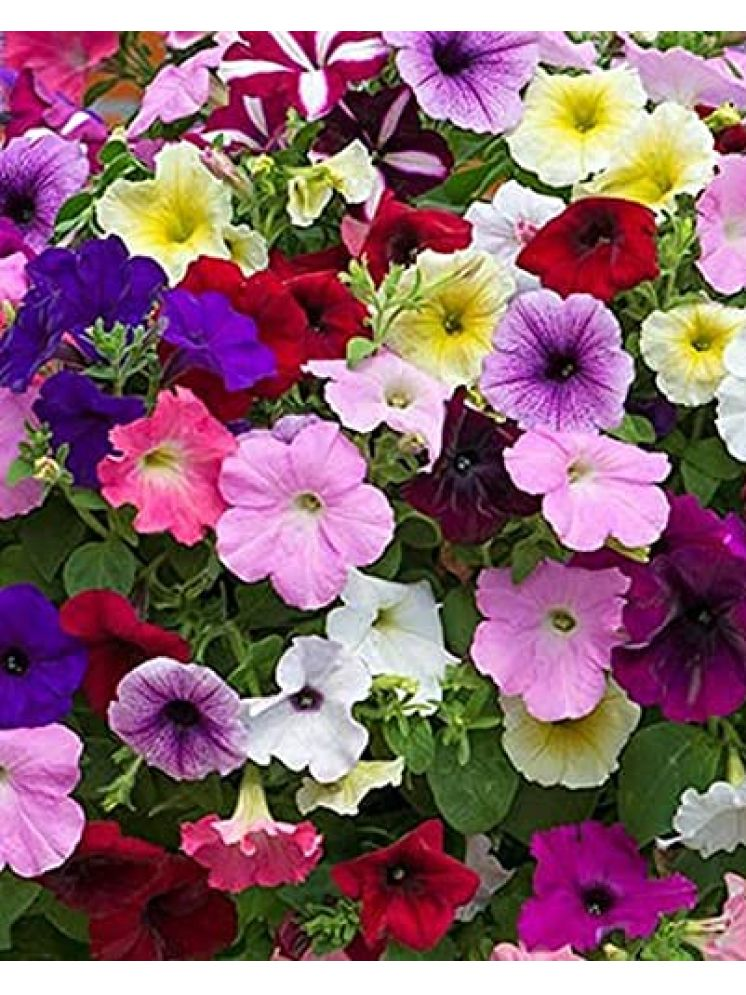     			Vedhahi Hybrid Petunia Rapide Mixed Flower ( 20 Seeds )