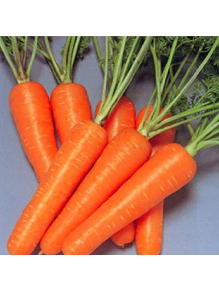     			Vedhahi Organic Carrot Vegetable ( 30 Seeds )