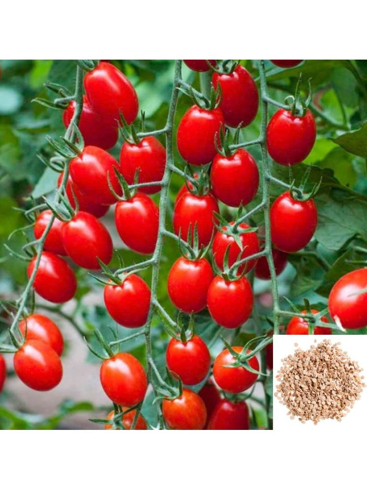     			Vedhahi Organic Tomato Vegetable ( 50 Seeds )