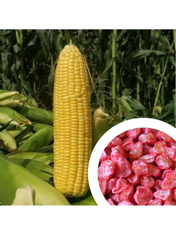     			Vedhahi Sweet Corn Vegetable ( 50 Seeds )