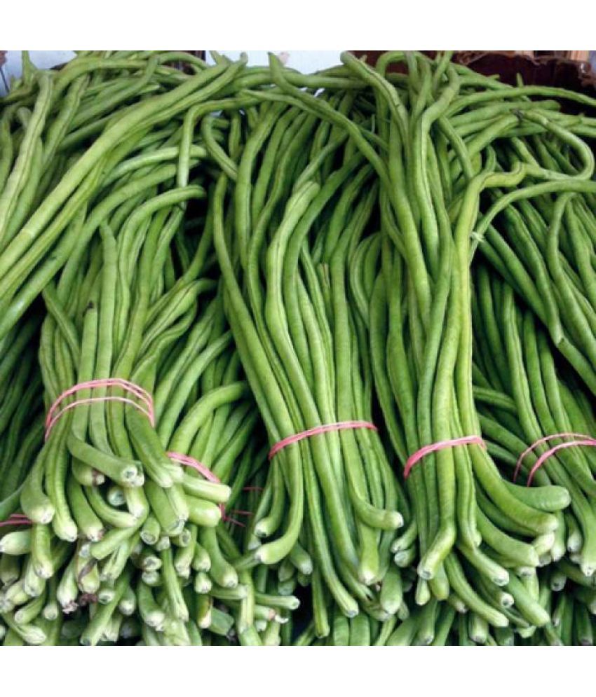     			Jignisha Seeds Lobia Beans Vegetable ( 50 Seeds )