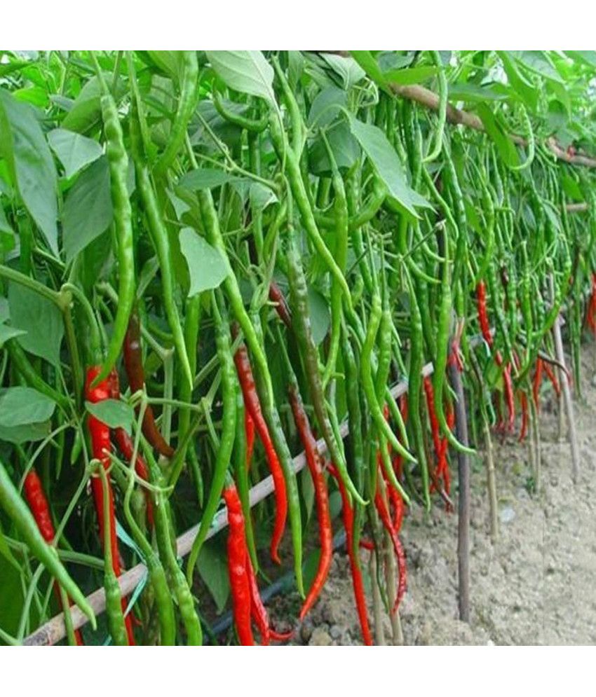     			Jignisha Seeds Organic Long Chilli Vegetable ( 50 Seeds )