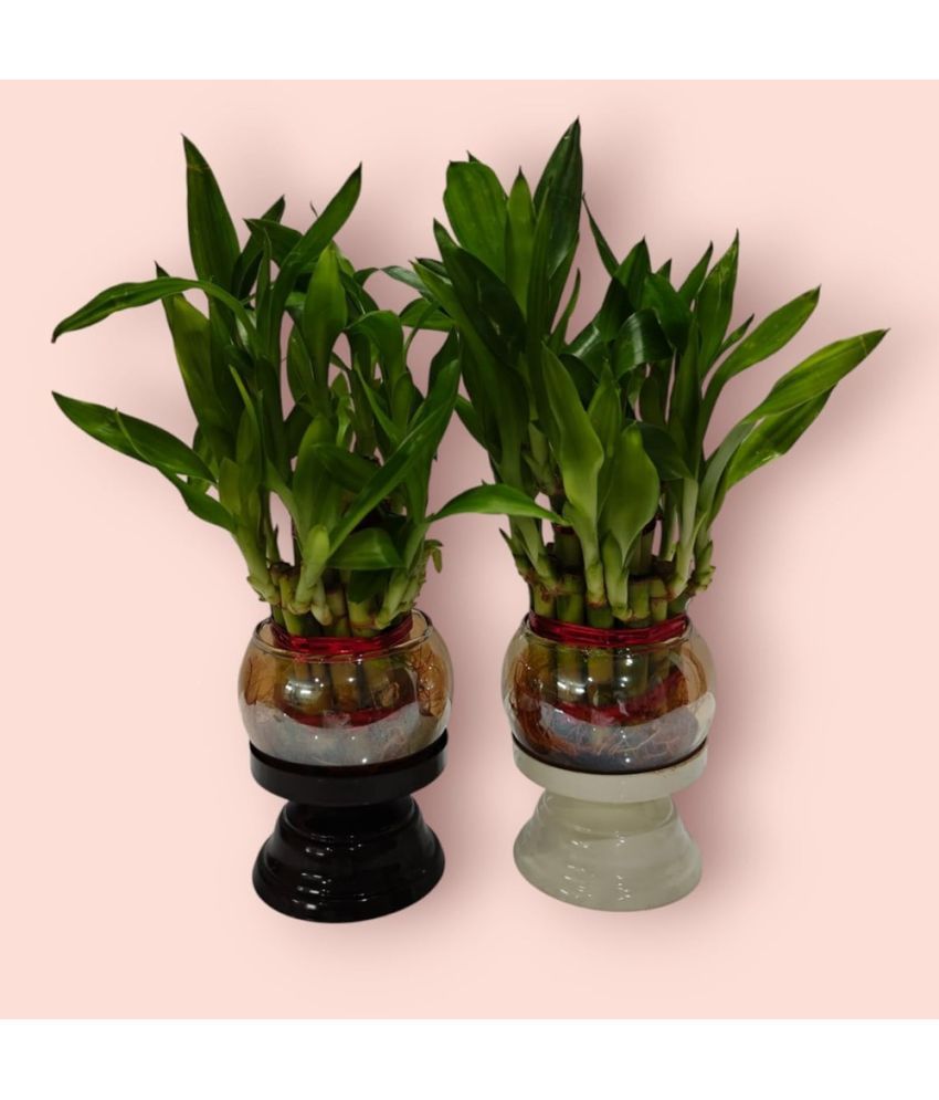     			R.R.V. International Indoor Bamboo Plant ( Pack of 1 )