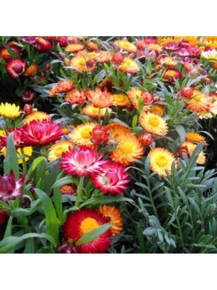     			PARTHVA SEEDS Helichrysum Flower ( 30 Seeds )