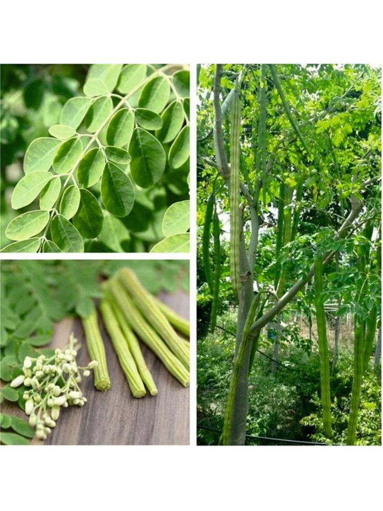     			Jignisha Seeds Shajan Falli Vegetable ( 30 Seeds )