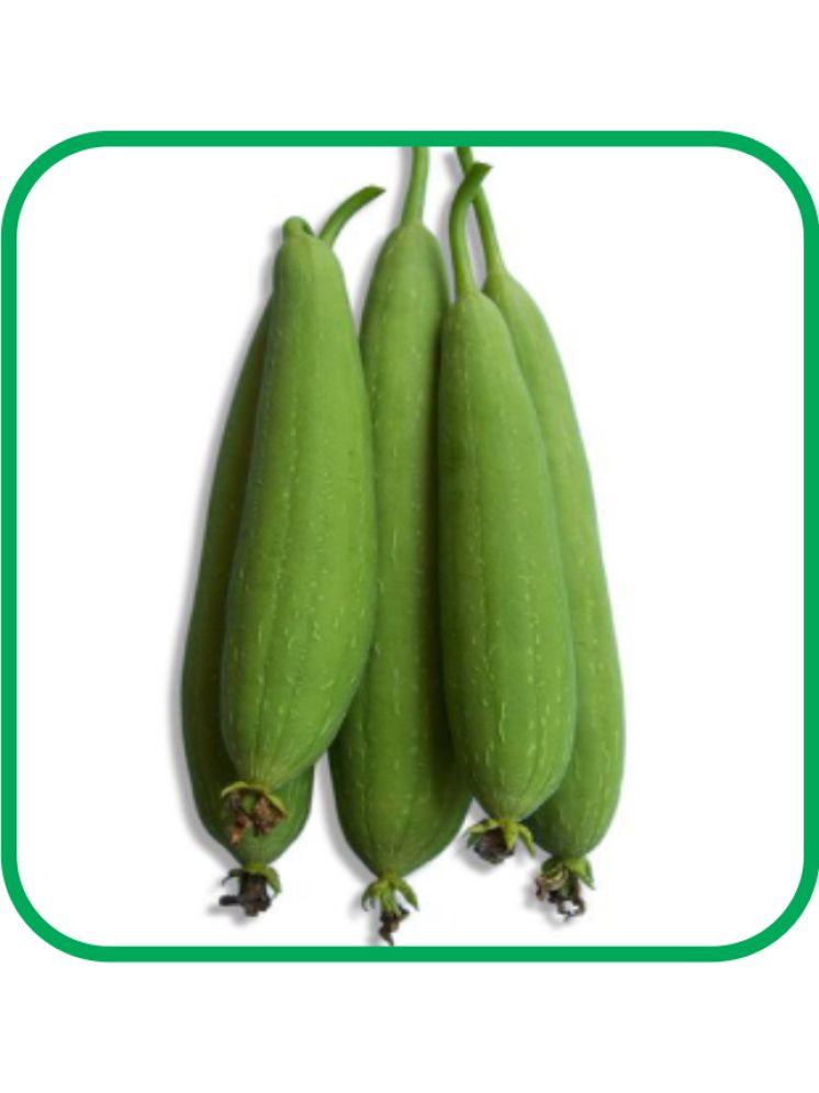     			Aero Seeds Sponge Gourd Pack of 30 Seeds