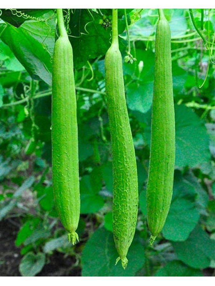     			LiveNature Sponge Gourd Vegetable ( 100 Seeds )