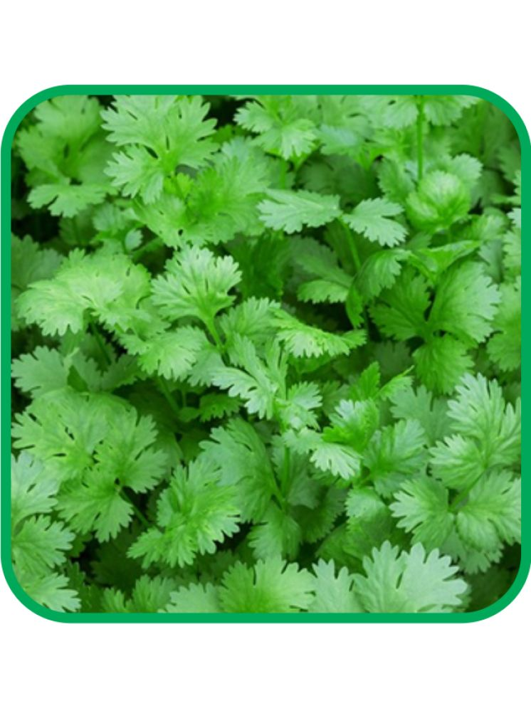     			Aero Seeds Coriander Pack of 500 Seeds