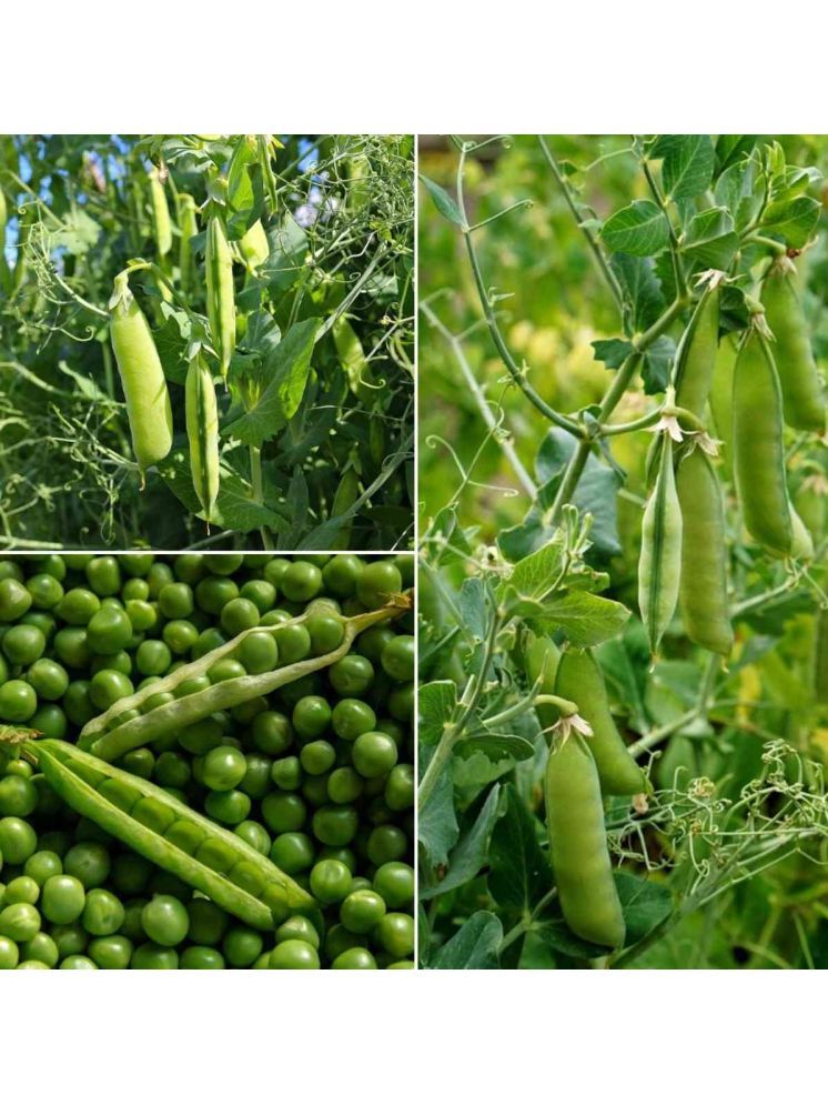     			Jignisha Seeds Green Pea Vegetable ( 30 Seeds )