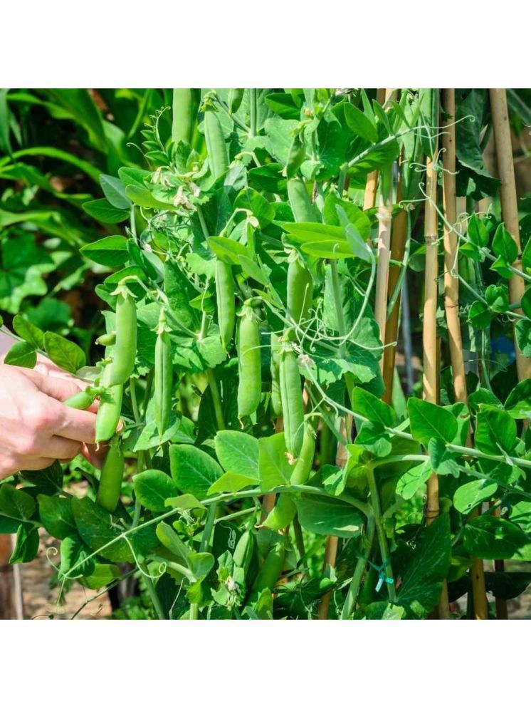     			Jignisha Seeds Green Pea Vegetable ( 30 Seeds )