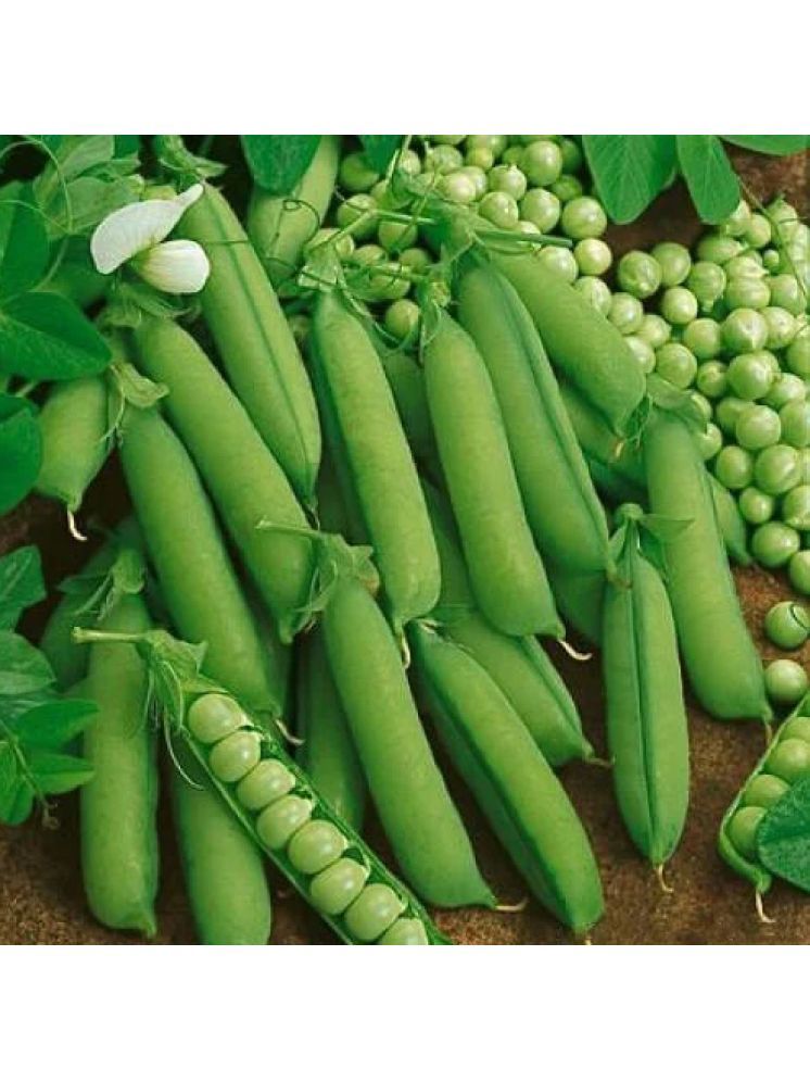     			Jignisha Seeds Hybrid Green Pea Vegetable ( 30 Seeds )